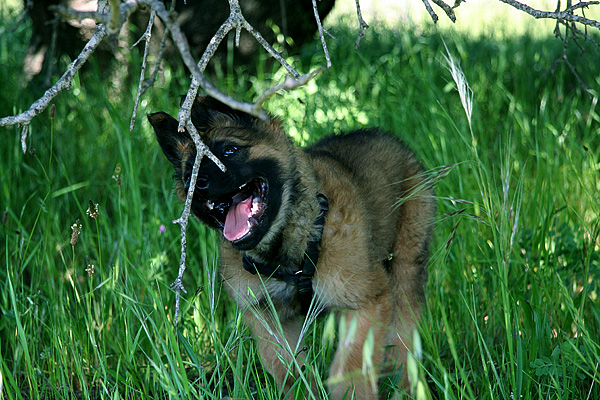 bite tree